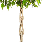 Brighter Blooms - Braided Benjamina Ficus Tree, 3-4 ft. - No Shipping to AK, AZ, HI, OR