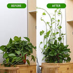 Plant Clips-Plant Climbing Wall Fixture Clips 110PCS, Invisible Clips For Climbing Plants，Self-Adhesive plant wall clips For Plant Support, Sticky Plant Fixture Clips Plant Holder For Pothos