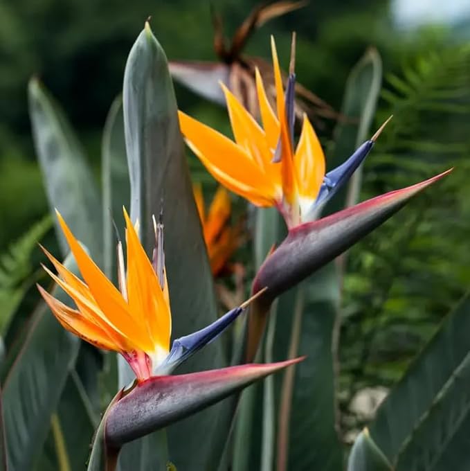 Bird of Paradise - Orange - Strelitzia Reginae. (2 Orange BoP in Sac)