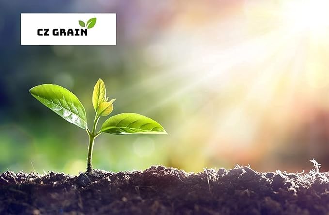 American Persimmon Seeds for Planting Outdoors | Non GMO Heirloom Fruit Seeds (30 Seeds)