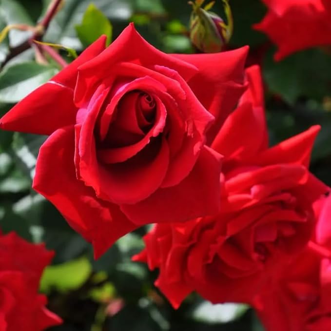 Rose Live Plant, Roses Flower Plant, Fragrant Flower for Planting, 4-6 Inches Tall, Bush Shrub Plants, Well Rooted, Ready to Grow (Red Rose)
