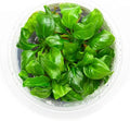 SubstrateSource Live Plant - Giant Anubias - Background Rhizome with Dark Green Leaves, Snail-Free in Vitro Aquarium Plant - Tissue Culture