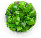 SubstrateSource Live Plant - Giant Anubias - Background Rhizome with Dark Green Leaves, Snail-Free in Vitro Aquarium Plant - Tissue Culture
