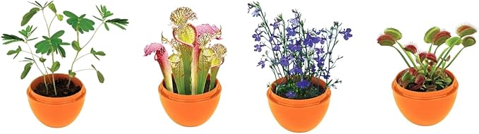 Toys By Nature Mini Terrarium 7 Variations Bundle, 100% USA Made Complete Starter Kit with Different Plants, Low Maintenance and Fun Plant Terrariums Just Add Water to Grow