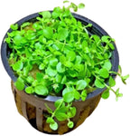 Marcus Fish Tanks - 3X Micranthemum Monte Carlo Pots Easy Live Aquarium Plants