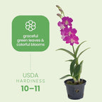 American Plant Exchange Dendrobium Orchid – Live 4-Inch Potted Flowering Plant, Easy-Care Tropical Houseplant with Elegant Blooms for Indoor Home, Office, Windowsills & Gift Décor