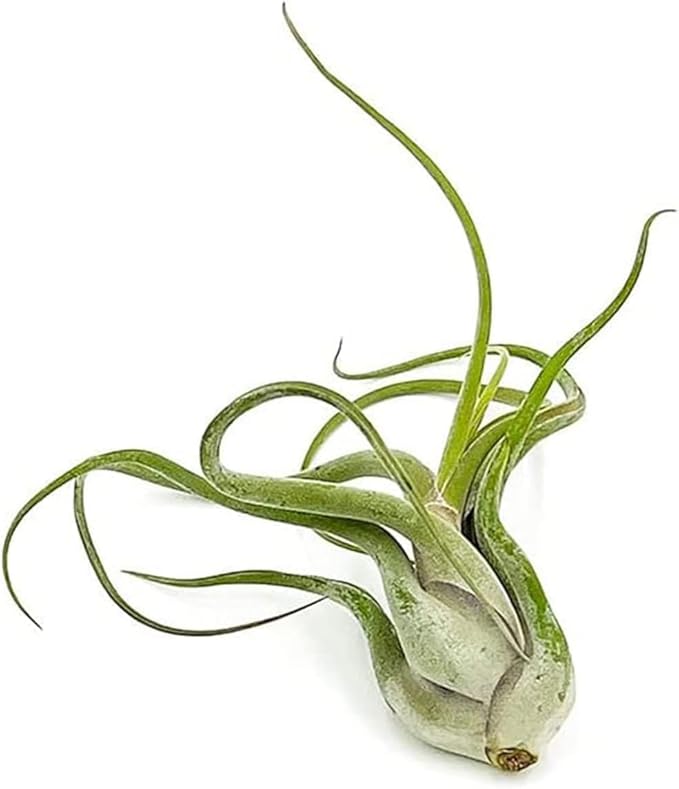 ragnaroc Air Plants - Flowering Tillandsia Caput Medusae, Large 5-7" - 3ct - Live Arrival Guaranteed - House Plants for Home Decor & Gift