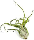 ragnaroc Air Plants - Flowering Tillandsia Caput Medusae, Large 5-7" - 1ct - Live Arrival Guaranteed - House Plants for Home Decor & Gift