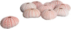 Nautical Crush Trading Sea Urchins Shells for Air Plants - 10 Pink (1-2") Sea Urchin Shells - Hanging Air Plant Holder - Air Plants Live Holders - No Plants Included