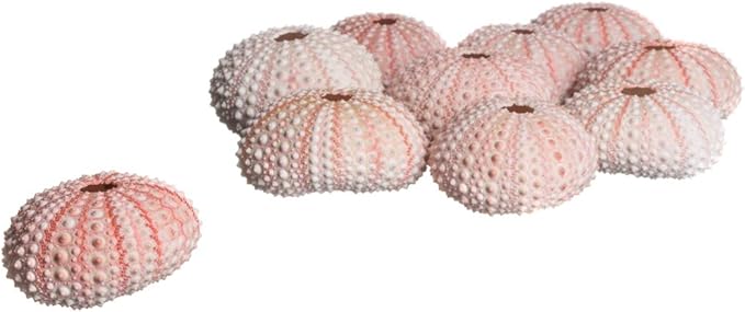 Nautical Crush Trading Sea Urchins Shells for Air Plants - 10 Pink (1-2") Sea Urchin Shells - Hanging Air Plant Holder - Air Plants Live Holders - No Plants Included