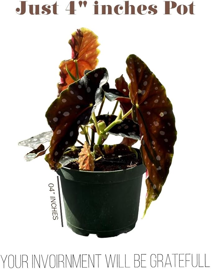 Live Begonia Maculata Plant – Polka Dot Angel Wing Houseplant, Rare Indoor Decorative Foliage, Easy Care Air Purifier for Home or Office (Heat Pack Included)