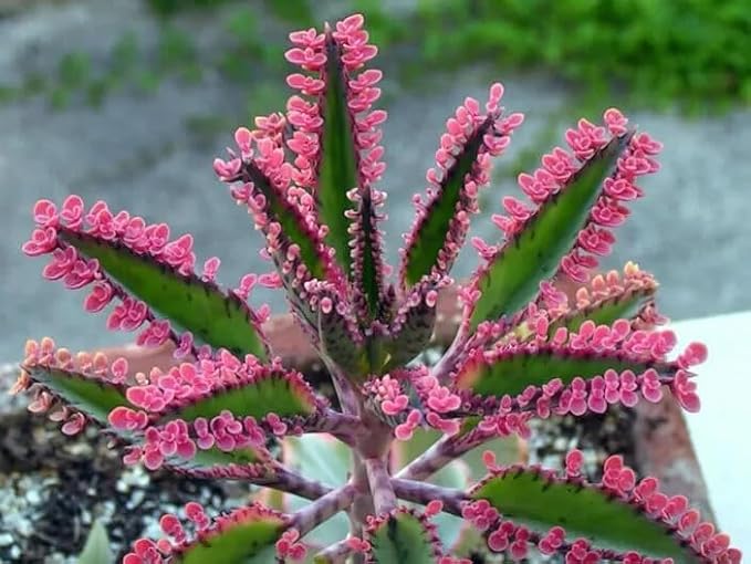 Pink Mother of Millions Live Plant 2 Inch Pot - Kalanchoe Delagoensis Starter - Succulent Easy Care Indoor Houseplant Self Propagating - Rare Pink Succulent - Fast Growing Unique Gift Plant