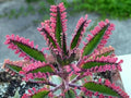 Pink Mother of Millions Live Plant 2 Inch Pot - Kalanchoe Delagoensis Starter - Succulent Easy Care Indoor Houseplant Self Propagating - Rare Pink Succulent - Fast Growing Unique Gift Plant