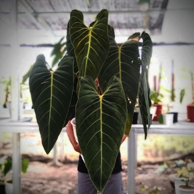 Melanochrysum Philodendron Plant Live Indoor, 5-9" No Pot, Tropical House Plant for Indoor, 5-9" No Pot Home Décor Houseplants