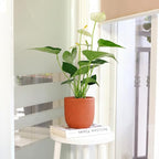 Live Indoor Flowering Houseplants, Anthurium White in 6" Grower Pot, Easy Care Houseplants