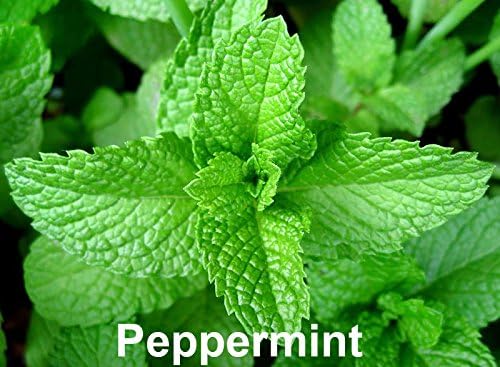 Please Read This is A Mix 100 Mint Mix Seeds 4 Varieties Peppermint, Spearmint, Lemon Mint, Lemon Balm Melissa, Heirloom Non-GMO. The Seeds are Mixed, Mentha Spicata, US Grown