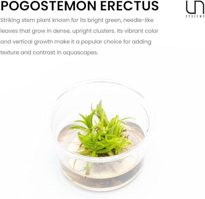 Ultum Nature Systems Live Tissue Culture - Pogostemon Erectus (Pogostemon erectus) - Moderate - Medium to High Light - Bright Green Accent - Background - 100% Snail Free Grown in-Vitro - Small Cup