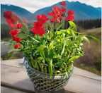 7 Lucky Bamboo Plants 4 inches with Butterfly Stake, Gift, Live Plants, Indoor Plants, Bring Good Luck to Your Home, Feng Shui