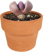 Pleisopilos nelii cv. Royal Flush Purple Split Rock Succulent (4'' + Clay Pot)