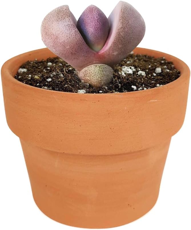 Pleisopilos nelii cv. Royal Flush Purple Split Rock Succulent (4'' + Clay Pot)