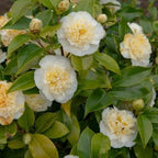 Camellia Plants Live, Rare Camellias Tree Live Plant, Vibrant Flower Shrub, Well-Rooted in Pot, Indoor Outdoor Flowering Zones 7-10 (Yellow White)