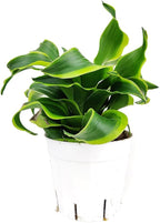 Dracaena 'Tornado' (4" Grower Pot) - Low Light and Healthy Houseplant - Easy to Care Indoor Plants - Live Healthy Houseplant for Home Office Decoration