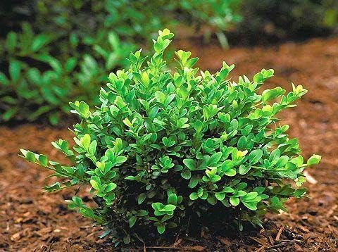 Green Velvet Hybrid Boxwood Shrub- Dense Evergreen for Hedges & Topiary- Pet Safe, Container Friendly, Low Maintenance 3 Gallon