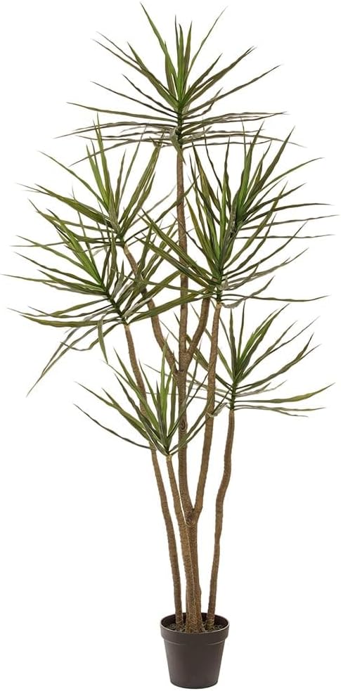 7' Multi Trunk Dracaena Silk Tree w/Pot -Green