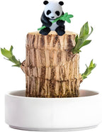 Brazilian Wood Plant,Mini Brazil Lucky Wood,Swelling Stage,Nearing Germination Lucky Tree,Budding Takes just 7-15 Days,Brazilian Tree Perfect for Home,Office Desktop Decoration (with Panda Statue)