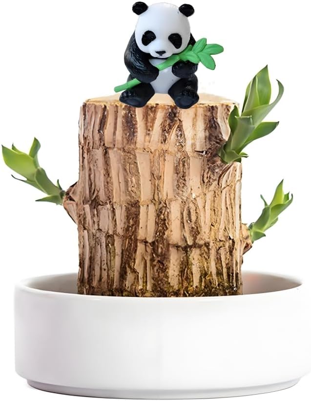Brazilian Wood Plant,Mini Brazil Lucky Wood,Swelling Stage,Nearing Germination Lucky Tree,Budding Takes just 7-15 Days,Brazilian Tree Perfect for Home,Office Desktop Decoration (with Panda Statue)