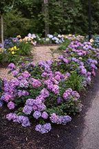 Endless Summer Collection - Hydrangea mac. Endless Summer BloomStruck (Reblooming Hydrangea) Shrub, RB purple, #3 - Size Container