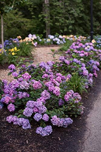Endless Summer Collection - Hydrangea mac. Endless Summer BloomStruck (Reblooming Hydrangea) Shrub, RB purple, #3 - Size Container