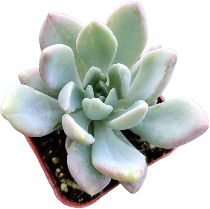 Live Succulent Cactus Plants from USKC (2" Pot) (Graptoveria Opalina)