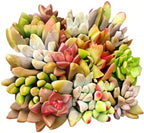 Sprout N Green 10 Assorted Live Succulent Cuttings, Rare Varieties Plant Clipping, Great for Terrariums, Mini Gardens, DIY Projects, Starter Plants, Wedding Decor, No 2 Succulents Alike