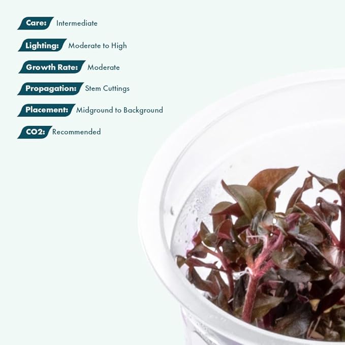 SubstrateSource Live Plant - Alternanthera Reineckii Bronze Tissue Culture Aquatic Live Aquarium Plant - 100% Snail Free in Vitro Cup (AR Bronze)