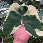 Elephant Ear Plants, Rare Colocasia Plant Live, Perennial Esculenta Taro Alocasia 4-8 Inch Tall, Indoor Outdoor Garden (Variegated White)