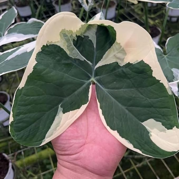 Elephant Ear Plants, Rare Colocasia Plant Live, Perennial Esculenta Taro Alocasia 4-8 Inch Tall, Indoor Outdoor Garden (Variegated White)