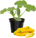 2 Live Squash Plants, Zucchini Plants Seedlings, Yellow Squash Plant Live in 4 Inch Pot