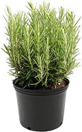 American Plant Exchange Rosemary Herb – Live 6-Inch Potted Edible Plant, Fragrant Evergreen Culinary Herb for Cooking, Indoor Windowsill, Patio Garden & Outdoor Container Landscaping