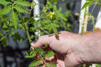 Mr Stripey Beefsteak Tomato Plants, Two Live Plants, Non-GMO, 4" to 6" Tall