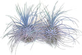 Thin Air Plant, Guatemala Tillandsia Live Airplant, Healthy Arrival Guaranteed, Great Indoor Plant, Home Decor & Gift (2 Rainbow #4)