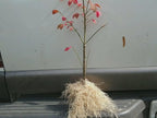 Dwarf Burning Bush - 6-12" Tall Live Plant - Hardy Red Shrub Sapling - Euonymus alatus