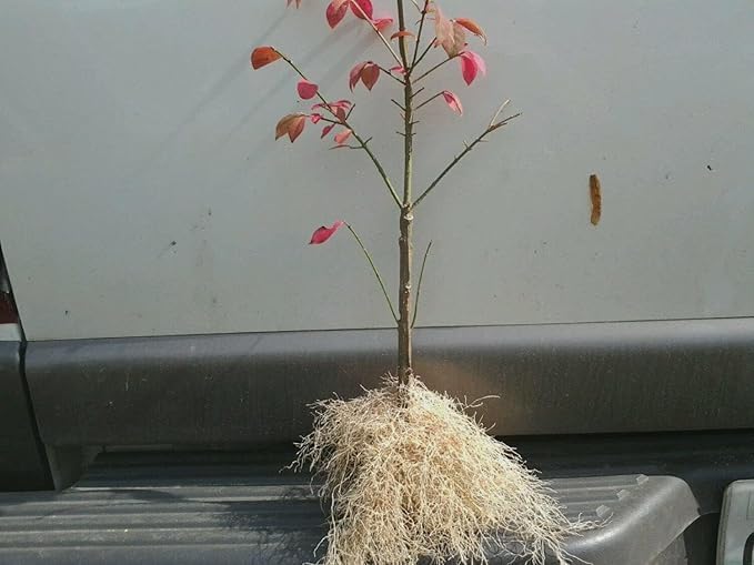 Dwarf Burning Bush - 6-12" Tall Live Plant - Hardy Red Shrub Sapling - Euonymus alatus