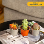 Costa Farms Desert Escape Assorted Variety Rare Cacti Live Plant in Grower Pot, Easy‑Care Indoor Cactus & Succulent, Houseplant for Room Décor, House Warming or Birthday Gift, 3-5 Inches, Pack of 3