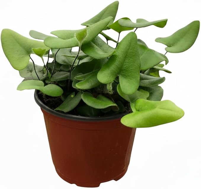 Fern 'Heart' (6 inch) - Lucky Houseplants - 4/6 inch Unique Live Decorative Houseplants - Easy to Care Indoor Plants, Perfect for Office, Home & Feng Shui Decor