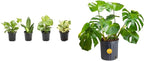 Essential Houseplant Collection (4PK) Live Plants Indoor Plants Live Houseplants in Plant Pots & Costa Farms Monstera Swiss Cheese Plant, Live Indoor Plant, Easy to Grow Split Leaf Houseplant