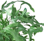 Fern 'Blue Star' | Live Plant for Indoor & Outdoor | for Living Room, Office, Bathroom | (4" Pot)