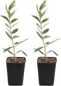My Shelfie – Dwarf Olive Tree Starter Plant (Olea europaea ‘Dwarf’), 2-Inch Live Indoor or Outdoor Plant, Compact Evergreen for Bonsai, Containers, and Home Décor (2)