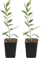 My Shelfie – Dwarf Olive Tree Starter Plant (Olea europaea ‘Dwarf’), 2-Inch Live Indoor or Outdoor Plant, Compact Evergreen for Bonsai, Containers, and Home Décor (2)