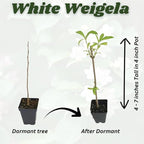 White Weigela Live Plant, Spring Blooming Shrub in 4” Pot, Hardy Perennial Flowering Bush for Garden Borders, Cold Hardy, Dormant in Winter